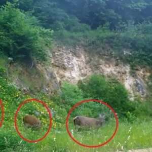 bursada disi kizilgeyikler fotokapanla goruntulendi Zt4iJuh8