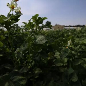 erzurumda yeni yerli patates cesitleri gelistirildi blPuuCvI