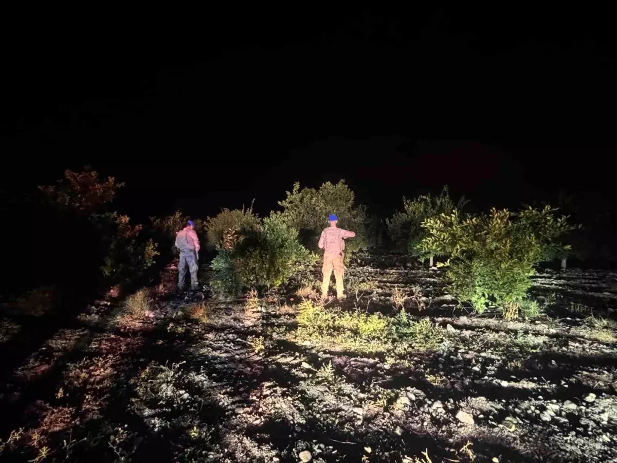 erzinde narenciye hirsizligina karsi guvenlik onlemleri zTPTySc2