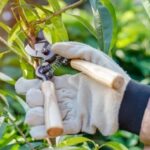 kapisinin-onundeki-agaci-budadi-bir-daire-parasi-ceza-yedi-dcKA3fVk