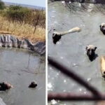 Golette mahsur kalan 4 kopegi vatandaslar kurtardi cLuQuYZS